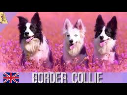 Evde Ve Bahcede Bakilabilecek Zeki Kopek Cinsi Border Collie Kopek Evdebakilacakkopekler Dog Youtube