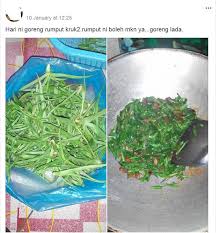 Rasa Rumput Kruk Kruk Katanya Boleh Dimakan Ada Yang Facebook