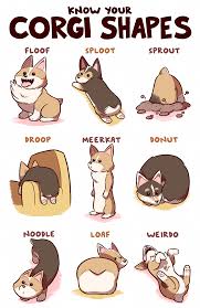 This Handy Guide To Corgi Shapes Will Make You A Doggo Expert Corgi Funny Cute Corgi Puppy Cute Corgi