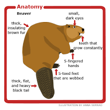 Fast Facts Beaverscientific Name Castor Canadensis Size The Largest Rodent In North America It Can Reach Over One Metre I Beaver Beaver Facts Animal Facts