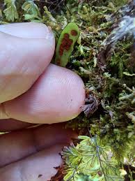 Image result for Grammitis