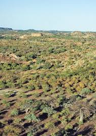 Image result for Acrotome thorncroftii