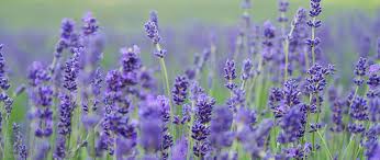 Fields of lavender and other flowers. Download Wallpaper 2560x1080 Lavender Flowers Field Blurred Dual Wide 1080p Hd Background