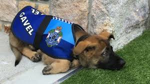 Senirget Adli Kullanicinin 2018 Panosundaki Pin Polis Display