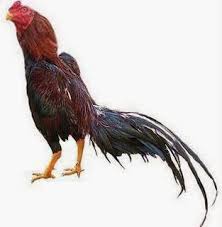 Hasil gambar untuk ayam bangkok