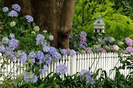 Hydrangea And Agapanthus Over The Picket Fence With Birdhouse Rosalee Cottage Garden Cottage Garden Plants Bird Houses Jungle Gardens