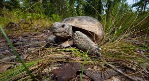 Maybe you would like to learn more about one of these? Talisheek Pine Wetlands Preserve