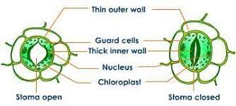 Rigidity is a quality found in people and objects that don't bend — though they might eventually break. What Is A Turgid Plant Cell And What Does It Do Quora