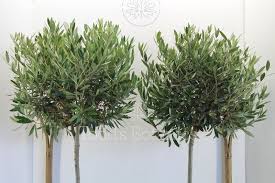 A Beautiful Pair Of Olive Trees For Sale Todd S Botanics Olive Trees For Sale Buy Olive Tree Olive Tree
