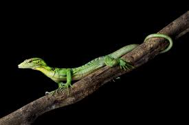 Image result for Daknopholis