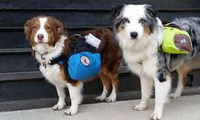 Emotional Support Service Assistance Dog Callie Is Accompanied By Ryder Who Is In Training Australian Shepherd Australian Shepherd Puppies Assistance Dog