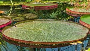Check spelling or type a new query. Tropical Rainforest Plants List Information Pictures Facts