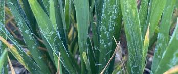Maladies des semences des blés. Maladie Du Ble Maladies Des Cereales Maladie Cryptogamique Du Ble Syngenta