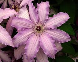 Elegant white flowers are tinged in lilac becoming darker at the ruffled edges. Plant Clematis Cultivars Gardensonline