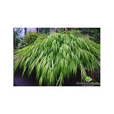 Image result for hakonechloa macra nicolas