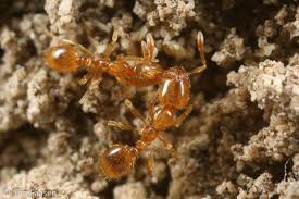 Solenopsis fugax