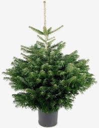 Ini menandakan mental manusia yang tidak tabah dalam menjalani hidup. Bagaimana Untuk Menjaga Pokok Krismas Hidup Dalam Periuk
