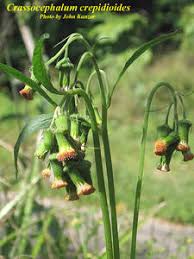 Image result for Crassocephalum crepidioides