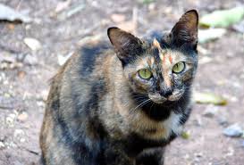 Because the environmental variables acting upon the first, all concerned agree that the behavior of cat owners toward their pets must be addressed in order to get this problem under control. Helping Stray Cats With Kittens Catwatch Newsletter