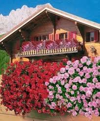 Recordar de elegir una estructura y forma que cuadre con el ambiente y estilo del hogar o la. Flores Colgantes Para Balcon Fotos Plantas Foto 11 26 Flores Colgantes Jardines Colgantes Paisajismo De Patio