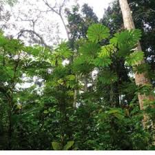 Image result for Musanga