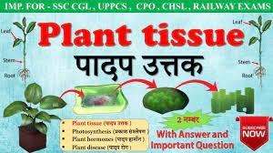 Each plant tissue is specialized for a unique purpose, and can. Plant Tissue à¤ª à¤¦à¤ª à¤Šà¤¤à¤• Plant Cell Type Of Plant Tissue For Ssc Cgl Class 9 In Hindi Youtube