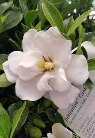 Gardenia Games A Blog Post From Plantsbymail Com Gardenia Plant Gardenia Plants