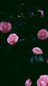 Find the best pink flowers background on wallpapertag. Pink Flowers Wallpaper Myfavwallpaper Lockscreen Iphonewallpaper Smartphone Pink Flowers Wallpaper Flower Wallpaper Rose Wallpaper