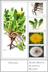 Image result for Taraxacum sp.