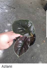 Pin By Monica On Alocasia Plant Leaves Plants Horticulture