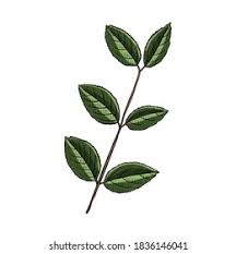 Image result for Catha