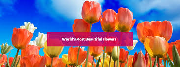 The world's most beautiful flowers are sure to include at least a couple of your personal favorites. Top 50 Most Beautiful Flowers In The World Trulygeeky