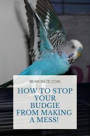 You Are Cleaning Your House 24 7 Because Your Budgies Are Making A Mess Each And Every Day Here Is How To Stop This Bu Budgies Bird Budgies Pet Bird Cage