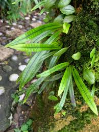 Image result for Lepisorus