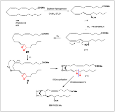 Image result for Voacanga chalotiana