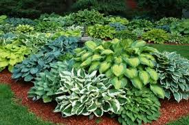 This Is How A Group Of All Hostas Can Be A Spectacular Sight In Gardens There Is Endless Variety In Their Shape Form Plants Landscaping Plants Hosta Gardens