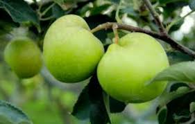 Maybe you would like to learn more about one of these? Tanaman Buah Apel Manalagi Samudrabibit Com