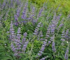 Image result for Vitex patula