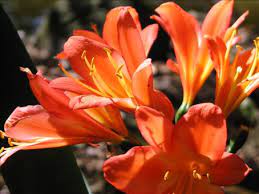 Many gardeners combine their purple flowers. Orange Flowers In The Park Auckland New Zealand Worldnomads Com