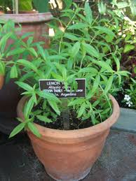 Image result for Aloysia citrodora