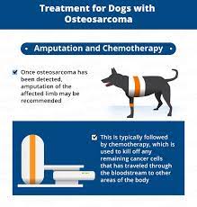 Amputation will restore quality of life, and in many cases, actually extend it, since dogs with severe pain from bone cancer are often euthanized at an early stage to end their suffering. Bone Cancer Osteosarcoma In Dogs Canna Pet