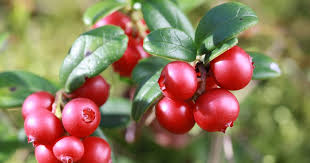 Click here to add napierville. Farmers Know Best Quebec Plant Hardiness Climate Zones