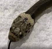 Snake shocks Sydney shoppers by slithering along supermarket ...