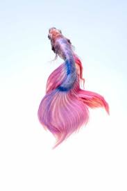For older betta, the change is gradual over weeks or months, but for sick betta, the change will be much faster, normally in just a. Signs Your Betta Fish Is Sick Betta Buzz