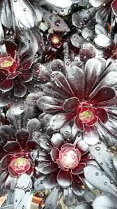 Image result for Pittosporum abyssinicum