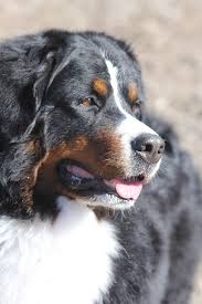 Mo st breed rescues report that a majority of their rescue dogs. Tanzanite Bernese Mountain Dogs Colorado Tanzanitebmd Home