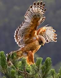 Arminda Silva Google Birds Of Prey Pet Birds Birds