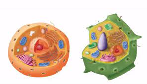 Gives the cell most of its support and structure a thick, rigid membrane that surrounds a plant cell bonds with other. Best Plant Cells Gifs Gfycat