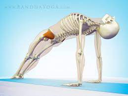 Check spelling or type a new query. The Daily Bandha The Gluteus Medius Muscle In Yoga Anatomia De Yoga Ejercicios De Yoga Posturas De Yoga