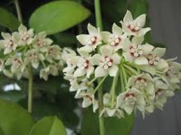 « the hoyas database front page. Hoya Australis Alchetron The Free Social Encyclopedia